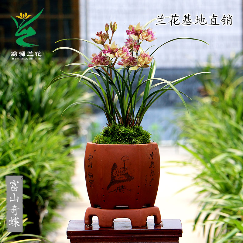 翁源兰花苗四季建兰奇花富山奇蝶浓香带花好养大凤素老种室内花卉 - 图1