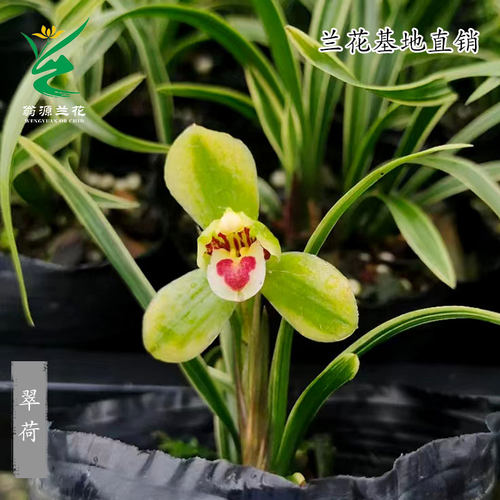 春兰铭品矮种金边翠荷瓣四季建兰花苗七彩玲珑带花浓香好养室内卉 - 图0