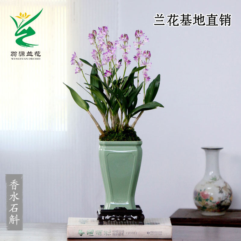 翁源兰花精品泼墨香水石斛兰紫云带花咖啡兰兔耳好养桌面花卉盆栽,淘宝优惠券,粉丝福利购,淘宝优惠卷