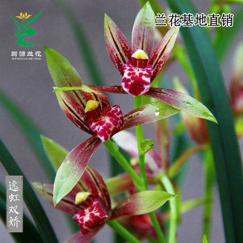 翁源高端老种四季建兰花苗正品红花芳华小国魂市长红带花浓香好养 - 图2