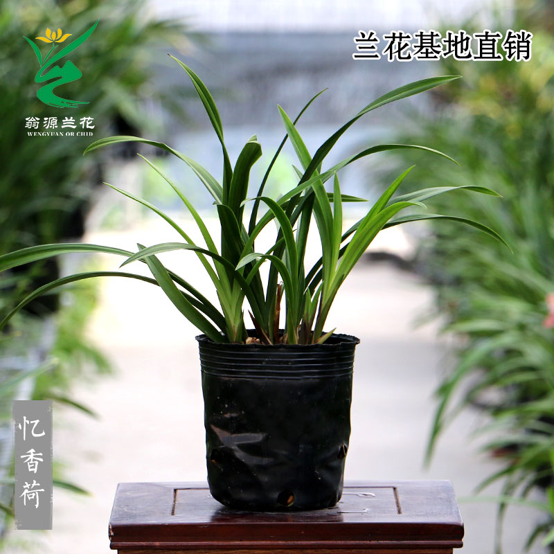 【团购】翁源兰花【忆香荷】四季建兰荷瓣浓香  好养室内绿植花卉 - 图2