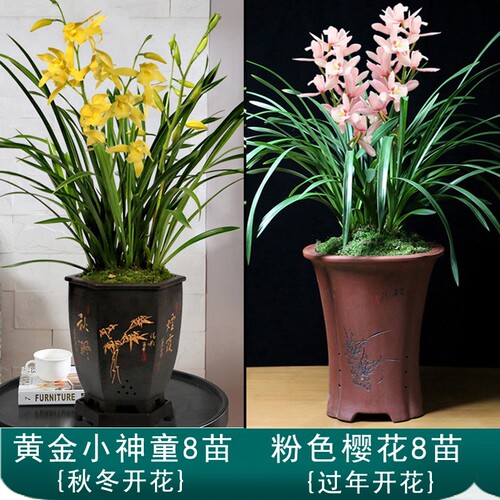 翁源兰花除甲醛套餐四季建兰墨兰春兰带花开好养花卉盆栽原盆土发 - 图2
