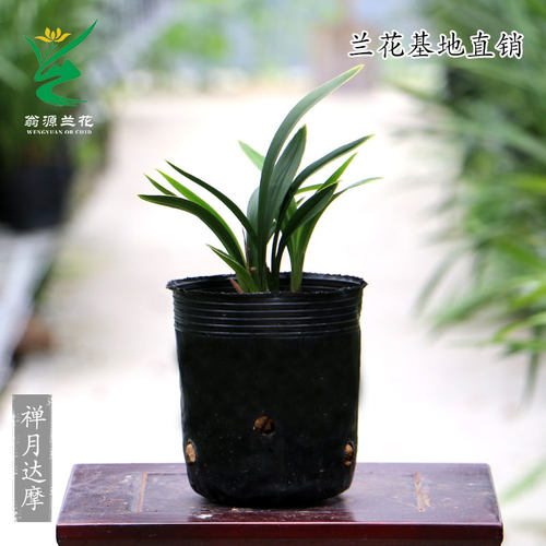 翁源兰花四季达摩建兰金边矮种禅月达摩好养老种带花香味桌面盆栽 - 图2