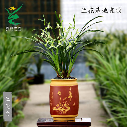 翁源兰花苗老种四季建兰素心仁化白大凤素带花香浓香好养室内盆栽 - 图3