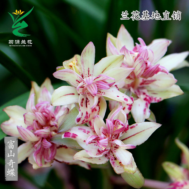 翁源兰花苗四季建兰奇花富山奇蝶浓香带花好养大凤素老种室内花卉 - 图2