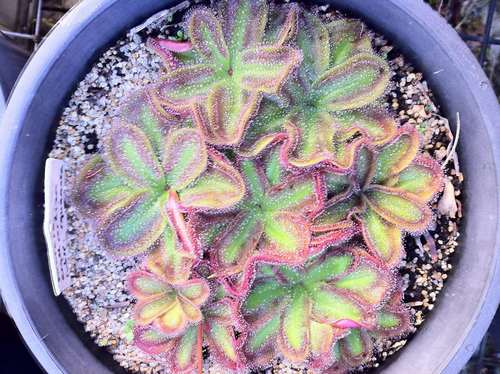 【新品】(姨妈巾)鳞状球根茅膏菜丨D.squamosa From.Allen - 图1