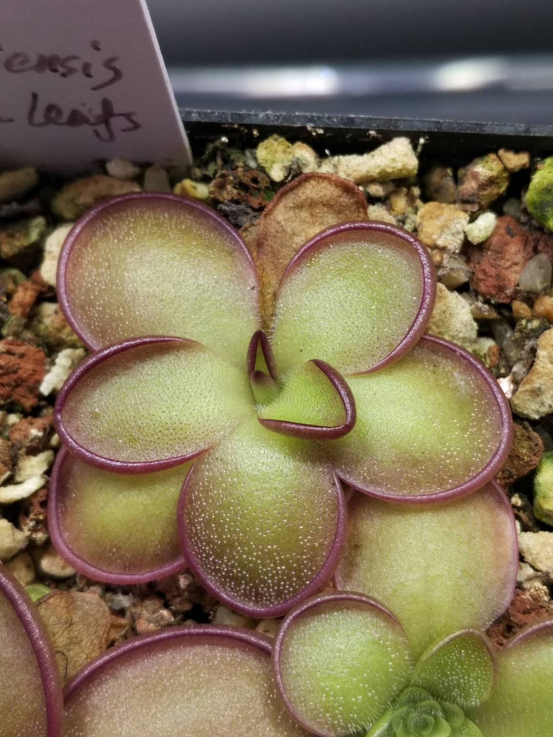 BCP红叶波托西捕虫堇丨Pinguicula potosiensis丨食虫植物 稀有 - 图0