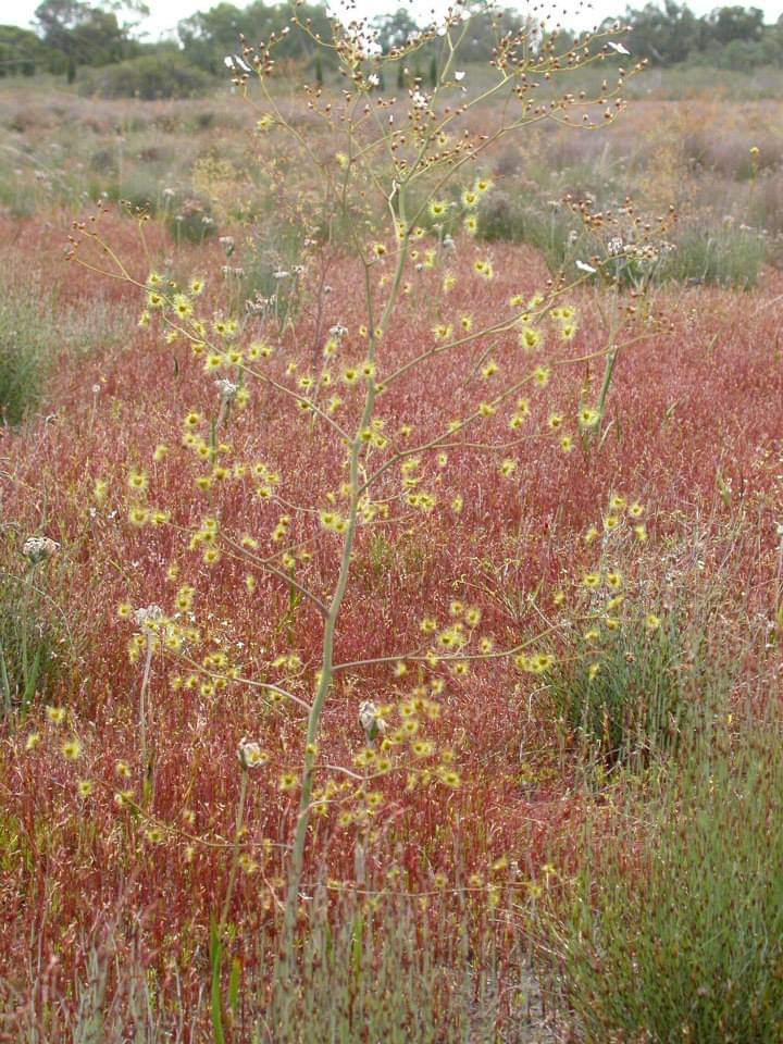 【球根茅】巨大球根茅膏菜 Drosera gigantea休眠球一个-图2