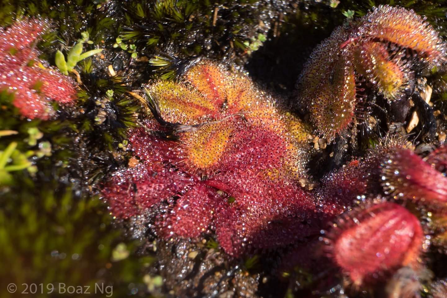 【新品】球茎球根茅膏菜丨Drosera bulbosa From.Allen休眠球一个-图1