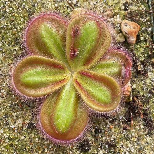 【新品】(姨妈巾)鳞状球根茅膏菜丨D.squamosa From.Allen - 图2