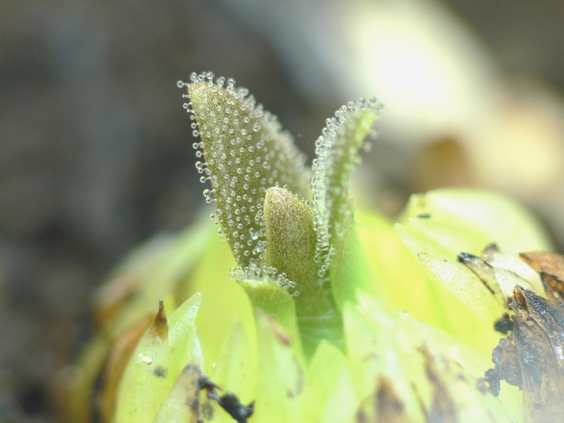 【新品】美杜莎捕虫堇丨 Pinguicula medusina丨叶尖会分化小苗-图2