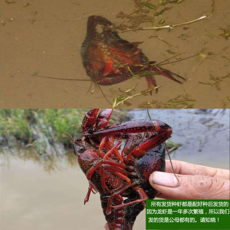 种虾小龙虾苗幼苗淡水小龙虾苗养殖种苗虾种繁殖苗青虾苗送水草