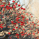 2025新款小红灯笼挂饰春节大门口喜庆装饰品