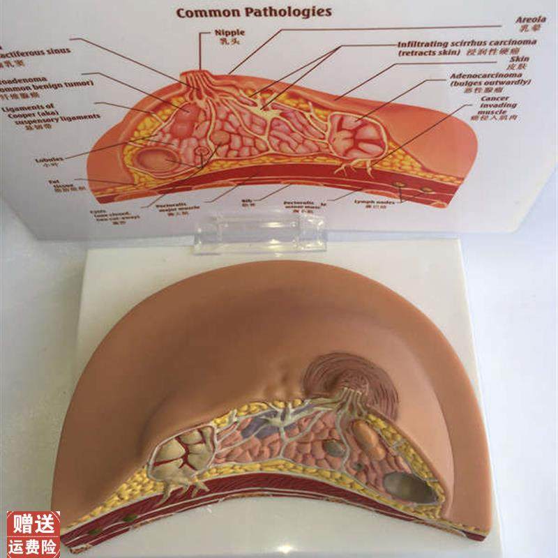 乳房模型乳腺增生家政培训妇产乳腺E演示哺乳期乳房构造催乳师教,淘宝优惠券,粉丝福利购,淘宝优惠卷