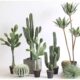 Simulated cactus green plant potted tropical desert landscaping
