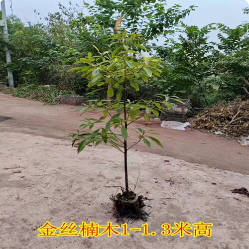 正宗四川小叶金丝楠木树苗桢楠大楠木名贵造林苗木庭院绿化包活 - 图0