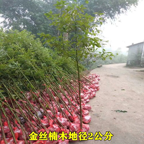 正宗四川小叶金丝楠木树苗桢楠大楠木名贵造林苗木庭院绿化包活 - 图2
