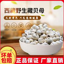Special-level Tibetan Sichuan fritillary wild Zhengzong Tibet Fritillaria Cirrhosa 50 gr Tgrade No sulfur Lavenation Non-Sichuan