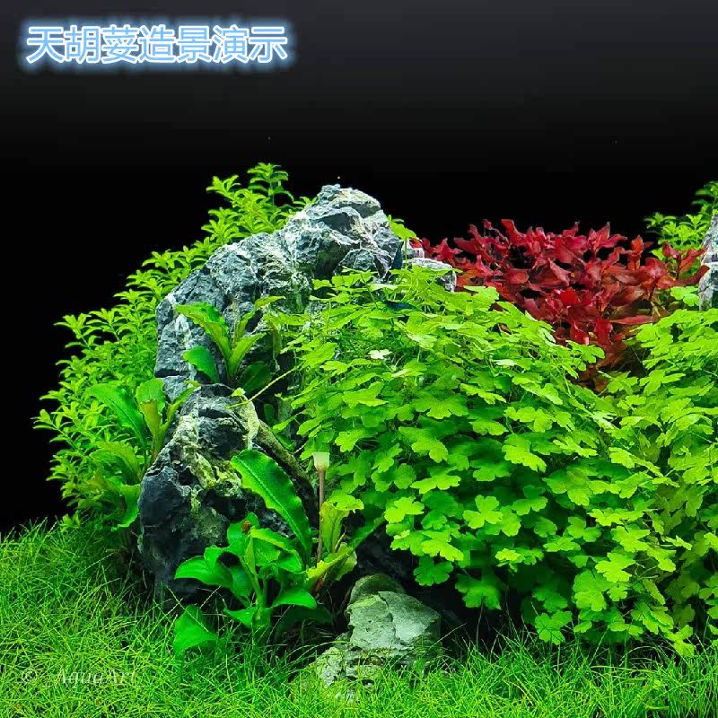 天胡湖荽鱼下叶荷兰景阴性淡水缸活体大庆水草造景水培植物套餐 大庆水草 淘优券