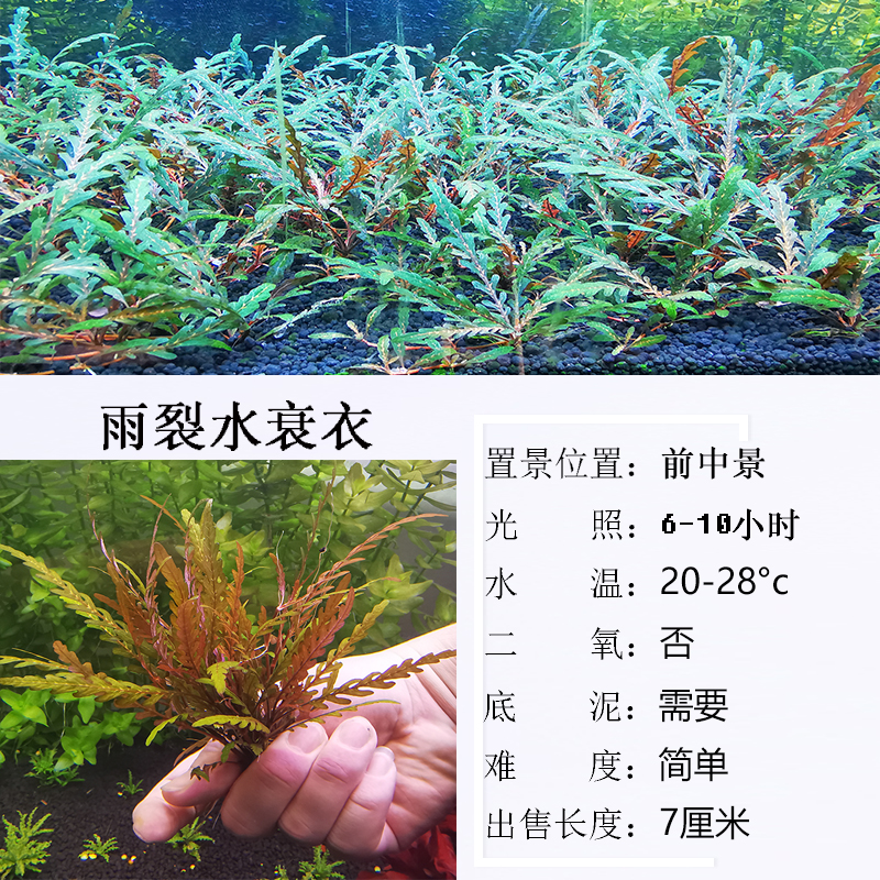 UK雨裂水衰衣水下叶羽裂水草鱼缸造景真阴性淡水红色新手草缸懒人