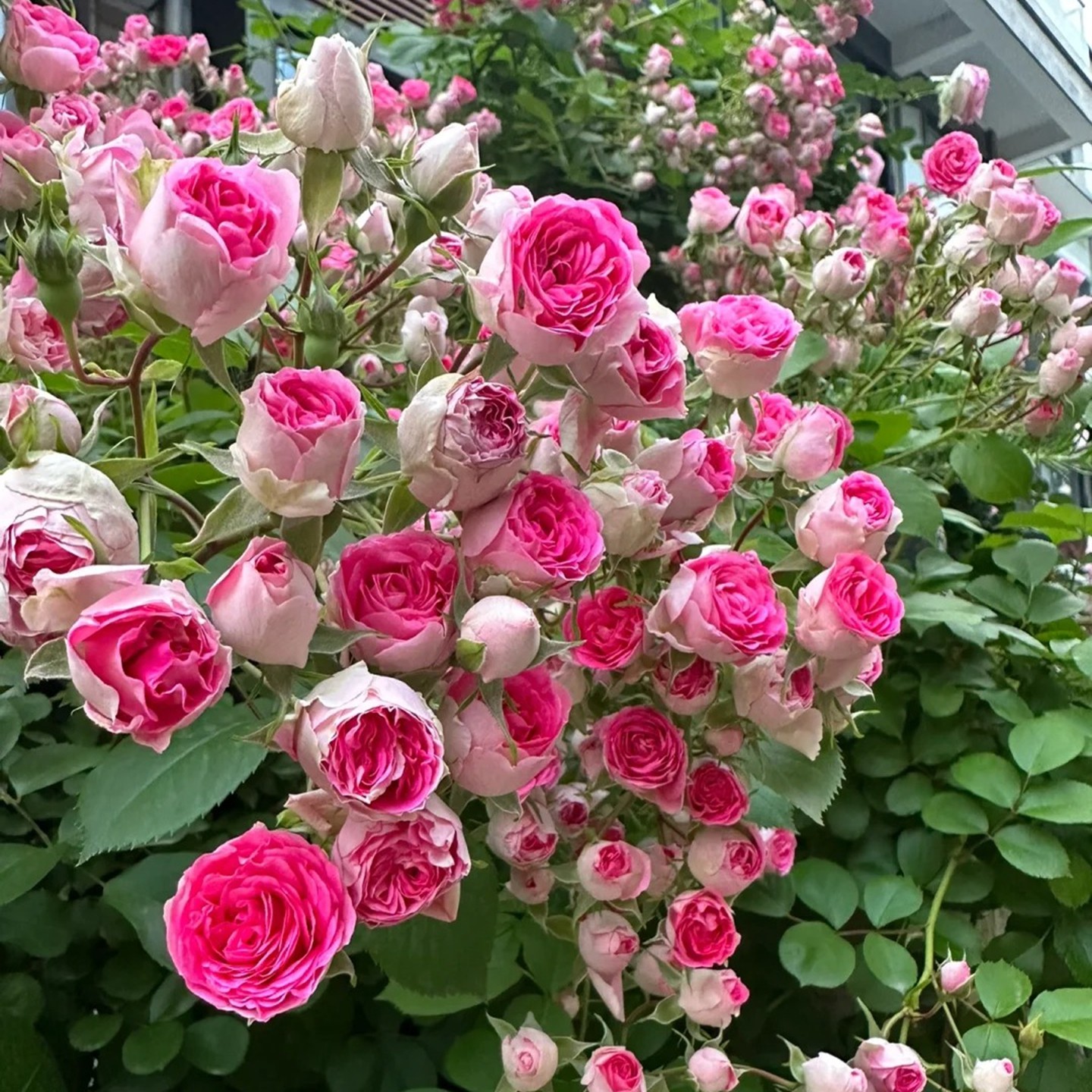 多花无刺蔷薇花盆栽浓香庭院爬藤攀援老桩植物藤本月季多季花耐寒,淘宝优惠券,粉丝福利购,淘宝优惠卷