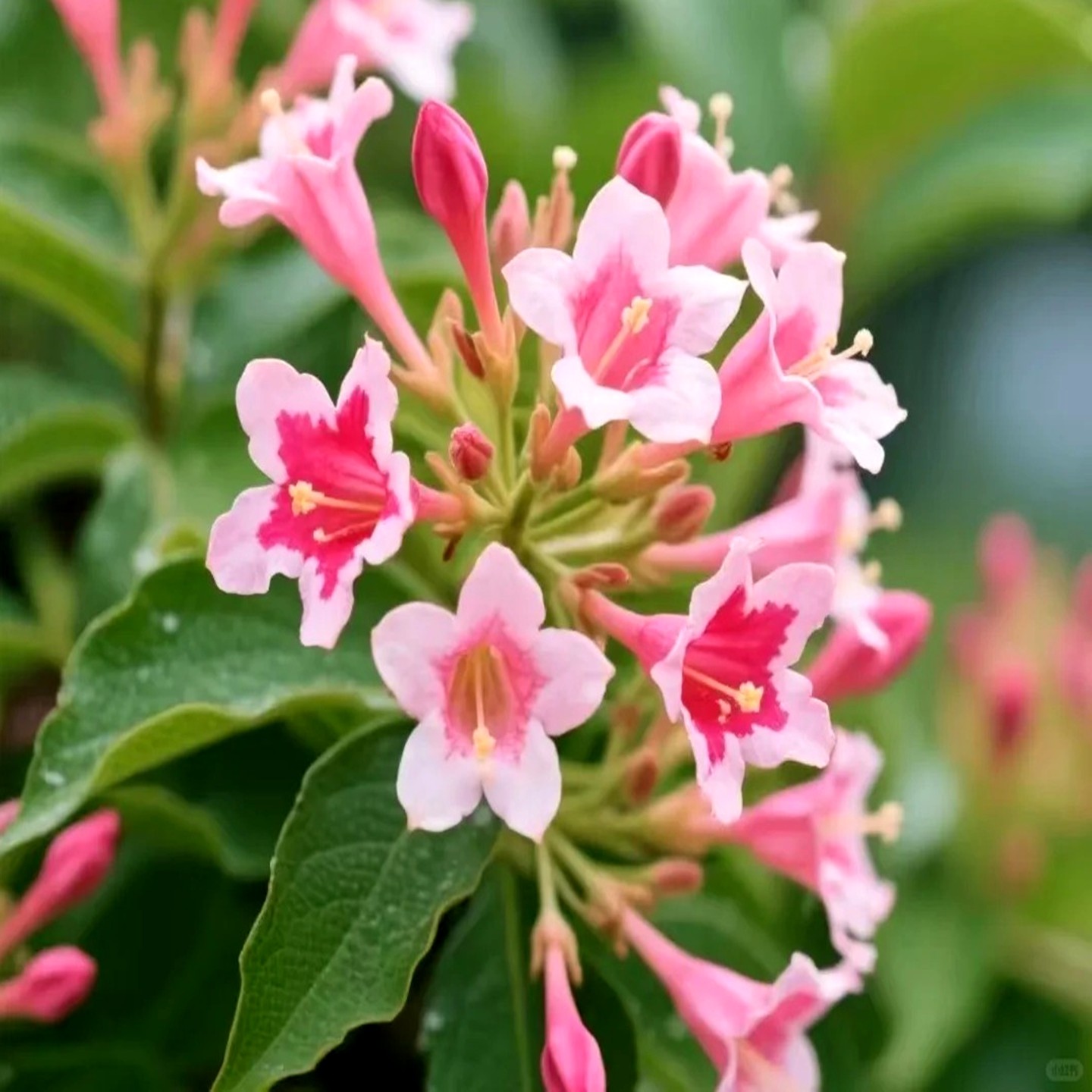 无刺蒜香藤花苗紫铃藤花多季开花庭院阳台盆栽爬藤攀援植物驱蚊虫,淘宝优惠券,粉丝福利购,淘宝优惠卷