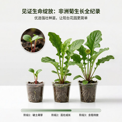 非洲菊桃熏花苗5颗扶郎花小苗高杆重瓣大花四季开花鲜切花 - 图1