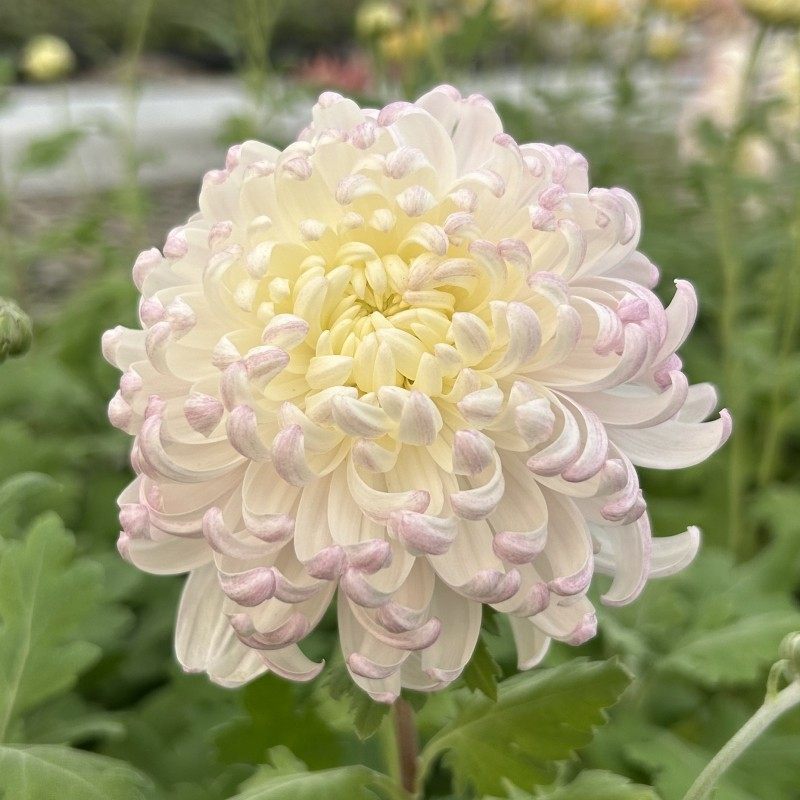 国华大菊花苗维也纳传统国菊菊独本苗耐寒多年生宿根植物包邮,淘宝优惠券,粉丝福利购,淘宝优惠卷