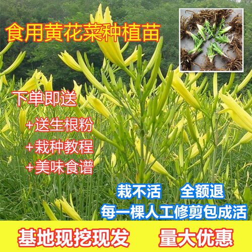 黄花菜种植苗食用黄花菜种苗黄花菜苗包成活忘忧草苗金针菜苗现挖 - 图2