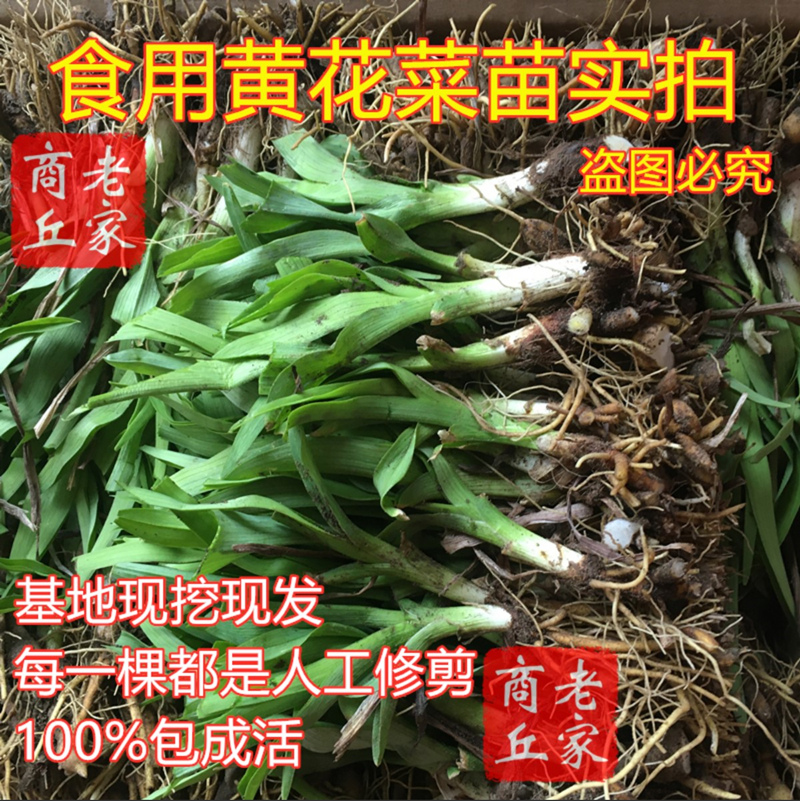 黄花菜种植苗食用黄花菜种苗黄花菜苗包成活忘忧草苗金针菜苗现挖-图2