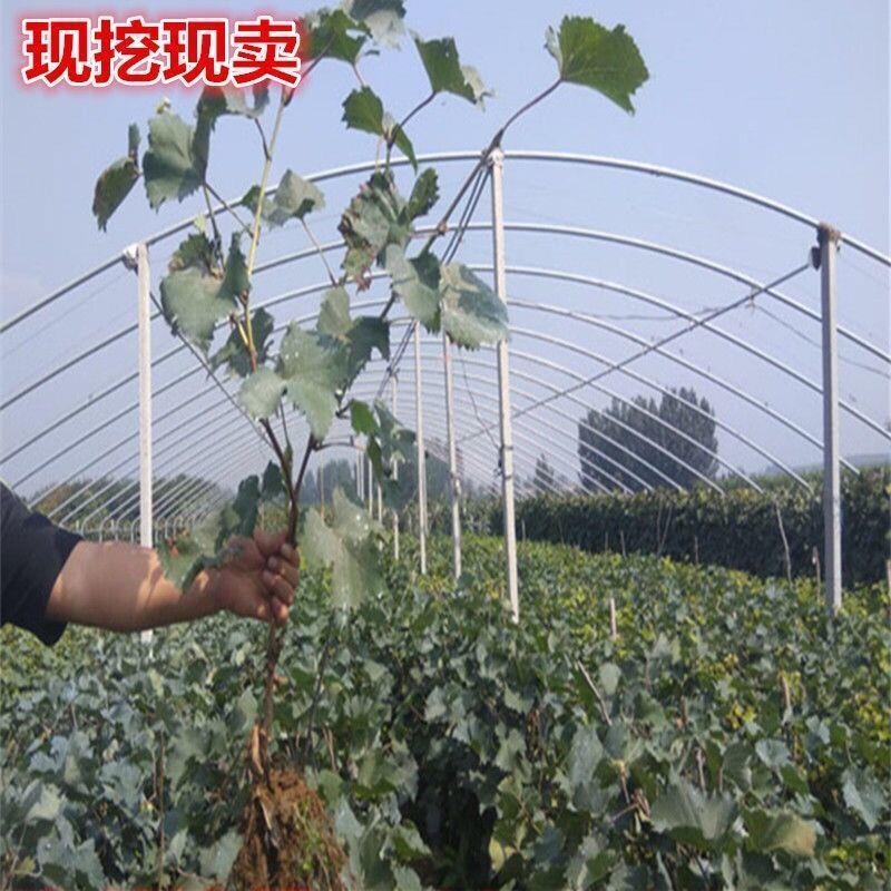 葡萄树苗 小蜜蜂葡萄苗 南方北方四季种植果树苗 大很甜 当年结果 - 图3