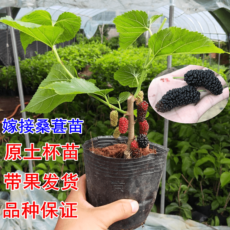 桑葚树苗桑树小苗果桑桑椹果树活苗盆栽嫁接南方种植北方当年结果-图1