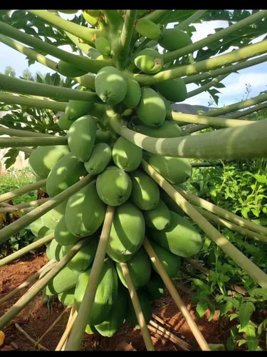 木瓜苗树南方矮化高产雷州冰糖红心大苗南方种植盆栽地栽当年结果 - 图0