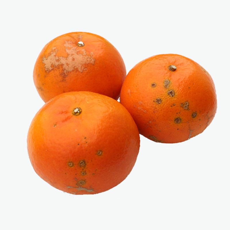 广西正宗武鸣沃柑花斑果5斤贵妃柑新鲜橘子水果应季水果薄皮,淘宝优惠券,粉丝福利购,淘宝优惠卷