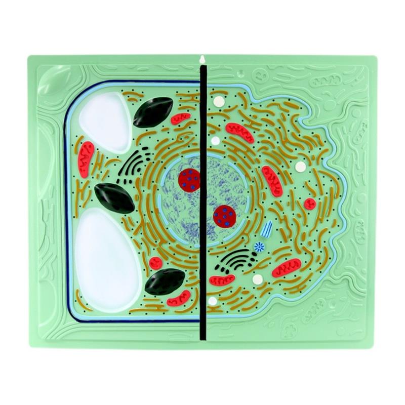 动植物细胞对比细胞器r细胞核叶绿体植物细胞可拆卸生物课用 - 图3