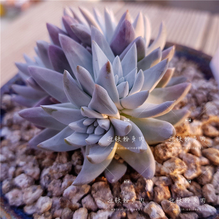 10月2日61到70号迎铁粉多肉韩国直播间每日下午1点直播链接 迎铁粉多肉韩国基地总店 淘优券