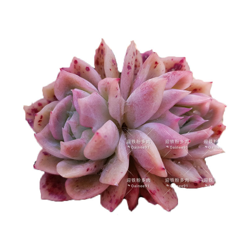 10月2日61到70号迎铁粉多肉韩国直播间每日下午1点直播链接 迎铁粉多肉韩国基地总店 淘优券