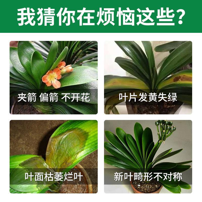 君子兰肥料催箭促开花防夹箭专用肥家用兰花花卉有机营养液免稀释 - 图0