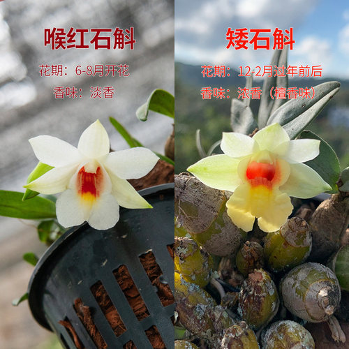 匠人花圃喉红石斛夏季开花小巧桌面好养植物盆栽矮石斛有香雨林缸 - 图1