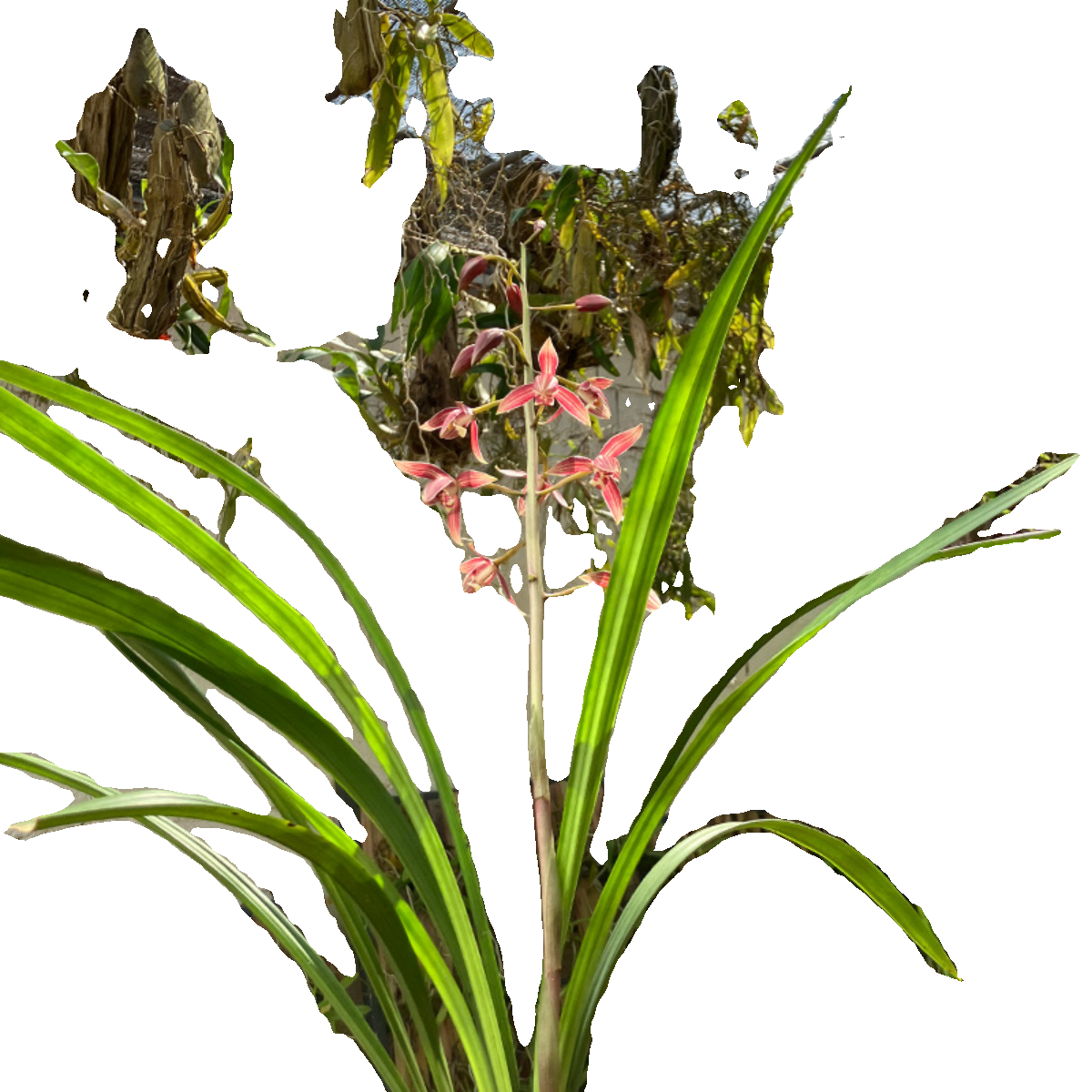 秋榜白榜年年红兰花国兰匠人花圃花色类似茶城红版纳红,淘宝优惠券,粉丝福利购,淘宝优惠卷