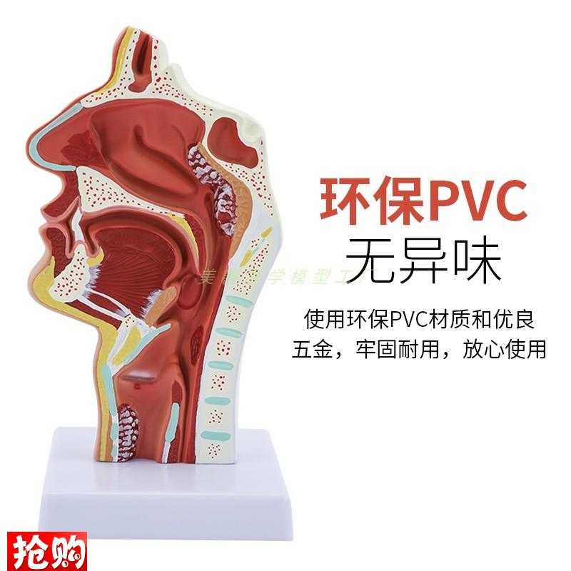 人体鼻腔口腔咽k喉解剖模型鼻咽腔口咽腔喉咽腔耳鼻喉科模型 - 图1