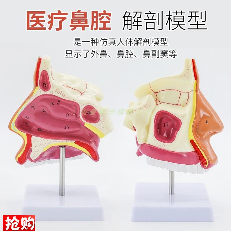 人体鼻腔口腔咽k喉解剖模型鼻咽腔口咽腔喉咽腔耳鼻喉科模型 - 图0