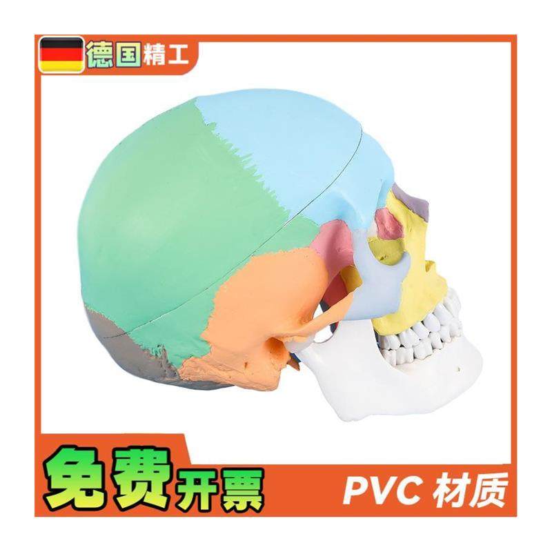 德国标准头骨教学模型头颅骨标本模型美术艺用彩V色头颅头骨骷髅 - 图3