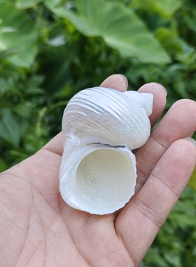 寄居蟹专用替换壳海螺贝壳