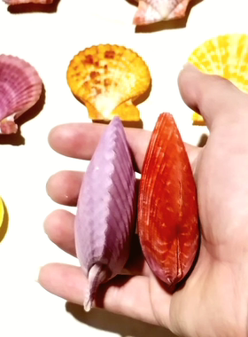 天然紫色成对贝壳彩色贝壳