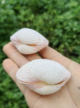 天然海螺贝壳 粉色可爱白色鸟尾蛤 创意戒指礼盒鱼缸造景拍摄道具