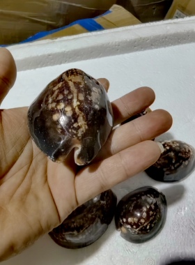 天然海螺贝壳 龟甲宝螺 鱼缸造景装饰摆件收藏标本