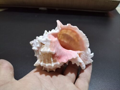 天然海螺 粉色可爱千手骨螺 寄居蟹替换备用鱼缸造景卷贝三湖躲避 - 图1