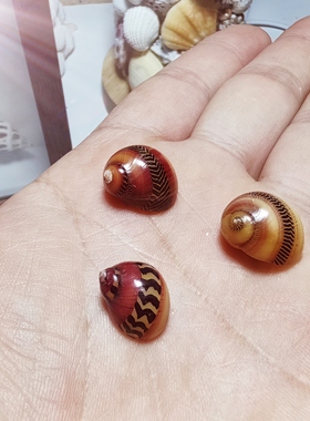 正品天然红斑螺1-2cm寄居蟹换壳迷你小海螺稀有贝壳收藏欣赏