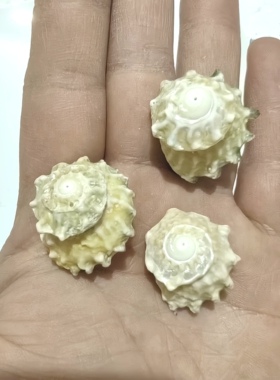 天然海螺贝壳 七星陀螺精品寄居蟹替换备用壳鼻屎丁豆丁专用